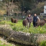 People by willow sheep